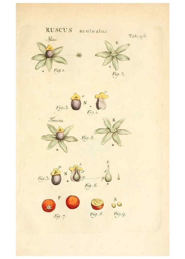 Reproducción/Reproduction 6059125547: Illustratio systematis sexualis Linnaeani Francofurti ad Moenum,Varrentrapp et Wenner,1789