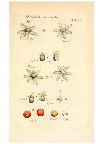 Reproducción/Reproduction 6059125547: Illustratio systematis sexualis Linnaeani Francofurti ad Moenum,Varrentrapp et Wenner,1789