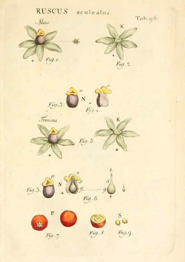 Reproducción/Reproduction 6059125547: Illustratio systematis sexualis Linnaeani Francofurti ad Moenum,Varrentrapp et Wenner,1789