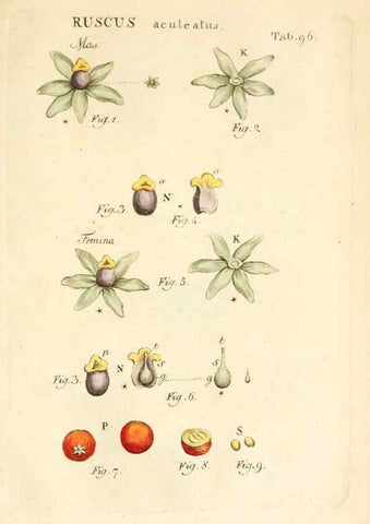 Reproducción/Reproduction 6059125547: Illustratio systematis sexualis Linnaeani Francofurti ad Moenum,Varrentrapp et Wenner,1789
