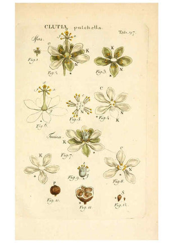 Reproducción/Reproduction 6059673050: Illustratio systematis sexualis Linnaeani Francofurti ad Moenum,Varrentrapp et Wenner,1789
