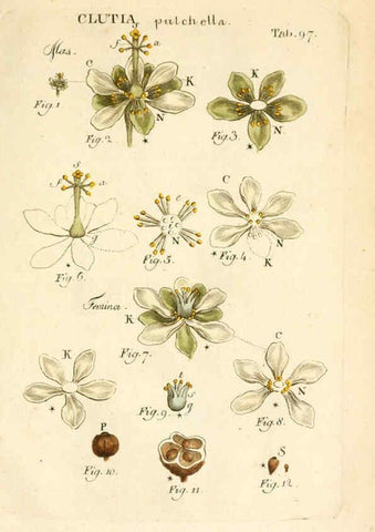 Reproducción/Reproduction 6059673050: Illustratio systematis sexualis Linnaeani Francofurti ad Moenum,Varrentrapp et Wenner,1789
