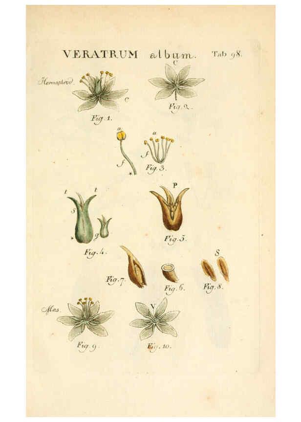 Reproducción/Reproduction 6059126013: Illustratio systematis sexualis Linnaeani Francofurti ad Moenum,Varrentrapp et Wenner,1789