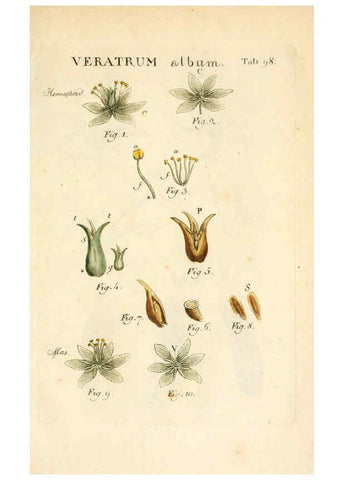 Reproducción/Reproduction 6059126013: Illustratio systematis sexualis Linnaeani Francofurti ad Moenum,Varrentrapp et Wenner,1789