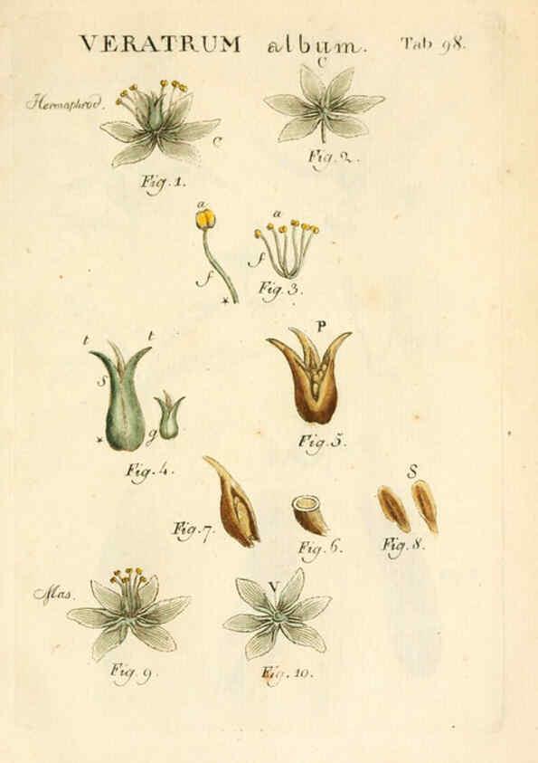 Reproducción/Reproduction 6059126013: Illustratio systematis sexualis Linnaeani Francofurti ad Moenum,Varrentrapp et Wenner,1789