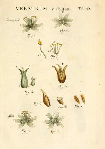Reproducción/Reproduction 6059126013: Illustratio systematis sexualis Linnaeani Francofurti ad Moenum,Varrentrapp et Wenner,1789