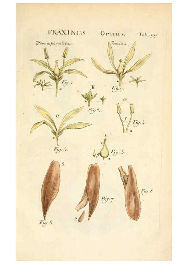 Reproducción/Reproduction 6059673506: Illustratio systematis sexualis Linnaeani Francofurti ad Moenum,Varrentrapp et Wenner,1789