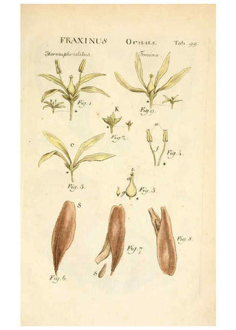 Reproducción/Reproduction 6059673506: Illustratio systematis sexualis Linnaeani Francofurti ad Moenum,Varrentrapp et Wenner,1789