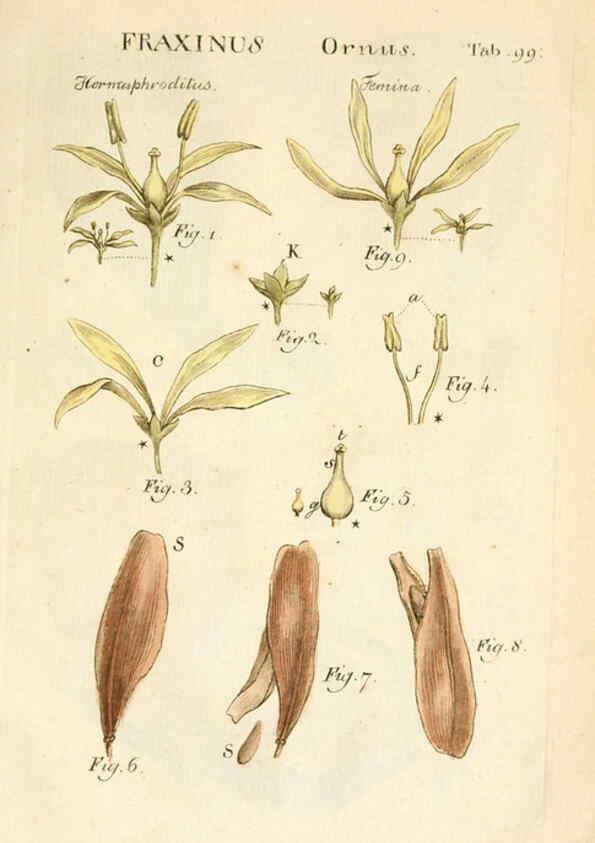 Reproducción/Reproduction 6059673506: Illustratio systematis sexualis Linnaeani Francofurti ad Moenum,Varrentrapp et Wenner,1789