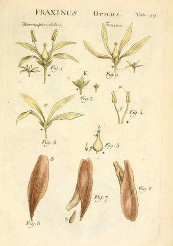 Reproducción/Reproduction 6059673506: Illustratio systematis sexualis Linnaeani Francofurti ad Moenum,Varrentrapp et Wenner,1789