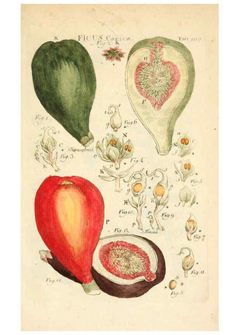 Reproducción/Reproduction 6059126657: Illustratio systematis sexualis Linnaeani Francofurti ad Moenum,Varrentrapp et Wenner,1789