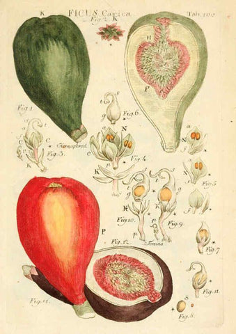 Reproducción/Reproduction 6059126657: Illustratio systematis sexualis Linnaeani Francofurti ad Moenum,Varrentrapp et Wenner,1789