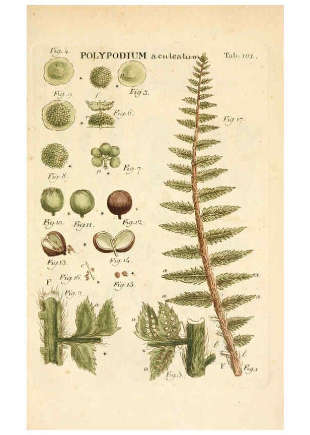 Reproducción/Reproduction 6059674096: Illustratio systematis sexualis Linnaeani Francofurti ad Moenum,Varrentrapp et Wenner,1789