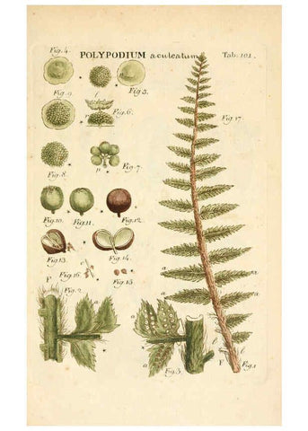 Reproducción/Reproduction 6059674096: Illustratio systematis sexualis Linnaeani Francofurti ad Moenum,Varrentrapp et Wenner,1789