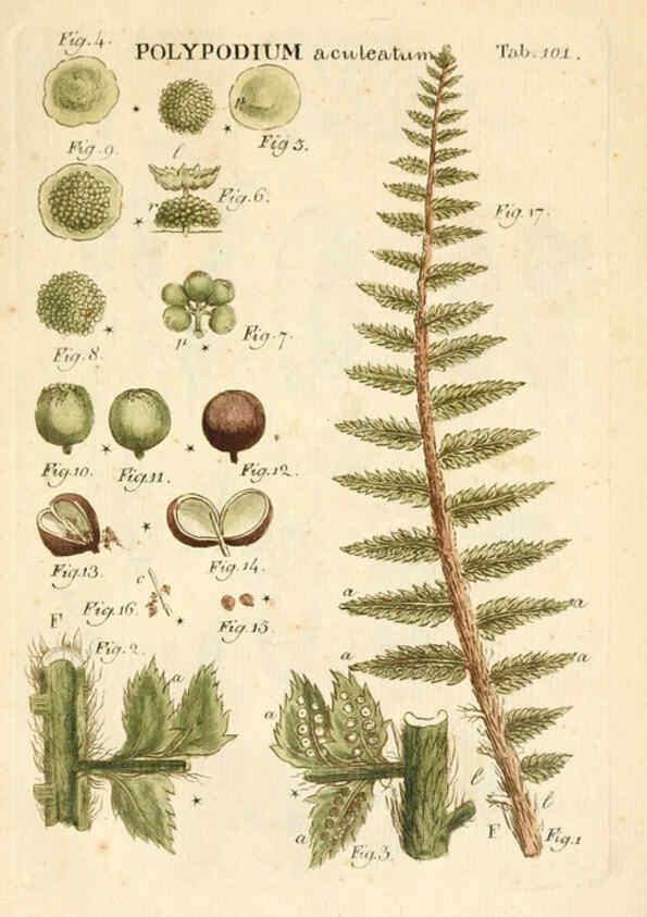 Reproducción/Reproduction 6059674096: Illustratio systematis sexualis Linnaeani Francofurti ad Moenum,Varrentrapp et Wenner,1789