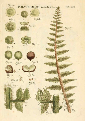Reproducción/Reproduction 6059674096: Illustratio systematis sexualis Linnaeani Francofurti ad Moenum,Varrentrapp et Wenner,1789