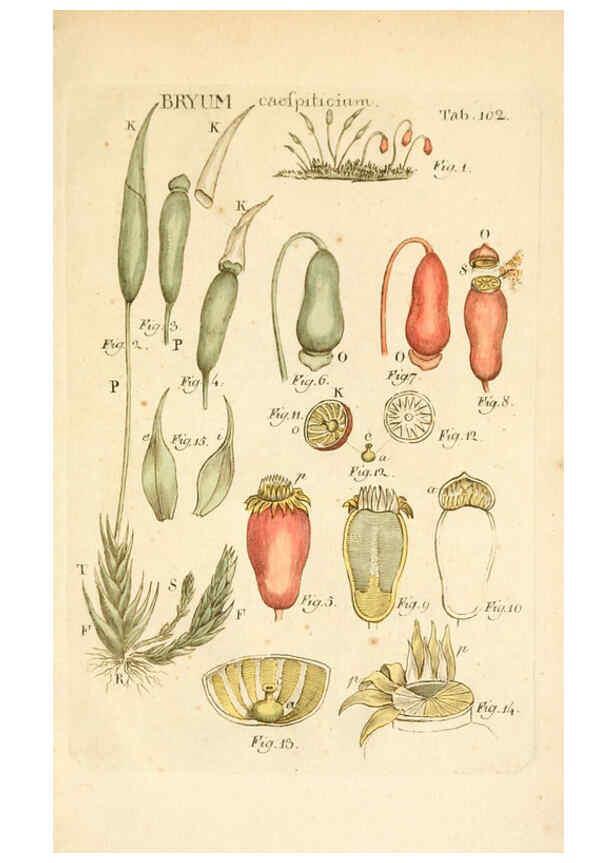 Reproducción/Reproduction 6059674292: Illustratio systematis sexualis Linnaeani Francofurti ad Moenum,Varrentrapp et Wenner,1789