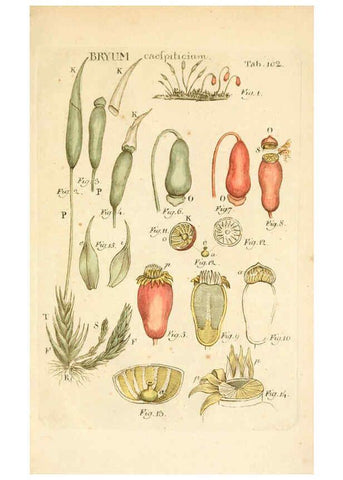 Reproducción/Reproduction 6059674292: Illustratio systematis sexualis Linnaeani Francofurti ad Moenum,Varrentrapp et Wenner,1789