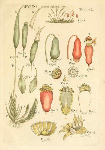 Reproducción/Reproduction 6059674292: Illustratio systematis sexualis Linnaeani Francofurti ad Moenum,Varrentrapp et Wenner,1789