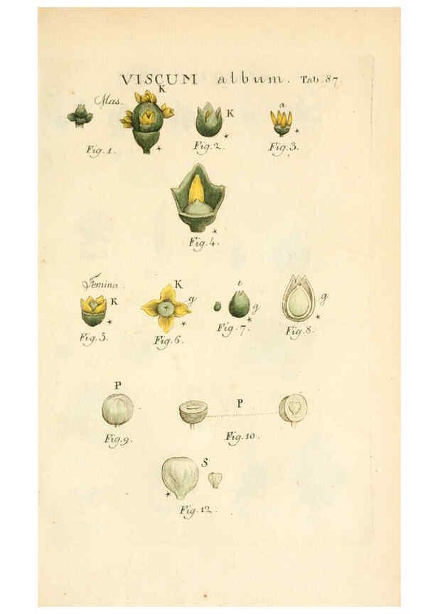 Reproducción/Reproduction 6059671272: Illustratio systematis sexualis Linnaeani Francofurti ad Moenum,Varrentrapp et Wenner,1789