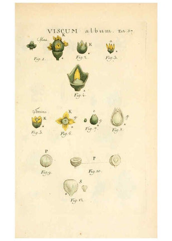 Reproducción/Reproduction 6059671272: Illustratio systematis sexualis Linnaeani Francofurti ad Moenum,Varrentrapp et Wenner,1789