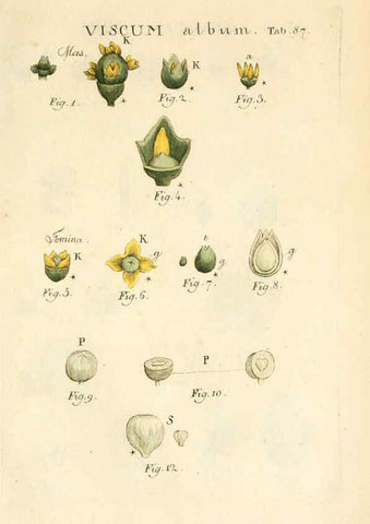 Reproducción/Reproduction 6059671272: Illustratio systematis sexualis Linnaeani Francofurti ad Moenum,Varrentrapp et Wenner,1789