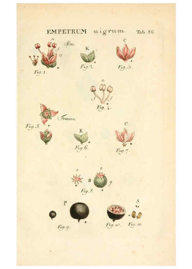 Reproducción/Reproduction 6059671058: Illustratio systematis sexualis Linnaeani Francofurti ad Moenum,Varrentrapp et Wenner,1789