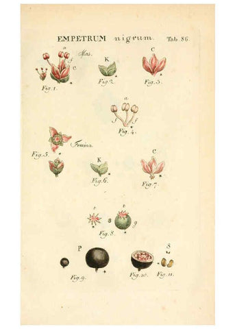 Reproducción/Reproduction 6059671058: Illustratio systematis sexualis Linnaeani Francofurti ad Moenum,Varrentrapp et Wenner,1789