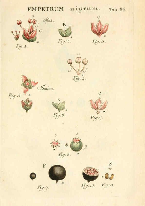 Reproducción/Reproduction 6059671058: Illustratio systematis sexualis Linnaeani Francofurti ad Moenum,Varrentrapp et Wenner,1789