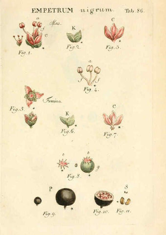 Reproducción/Reproduction 6059671058: Illustratio systematis sexualis Linnaeani Francofurti ad Moenum,Varrentrapp et Wenner,1789