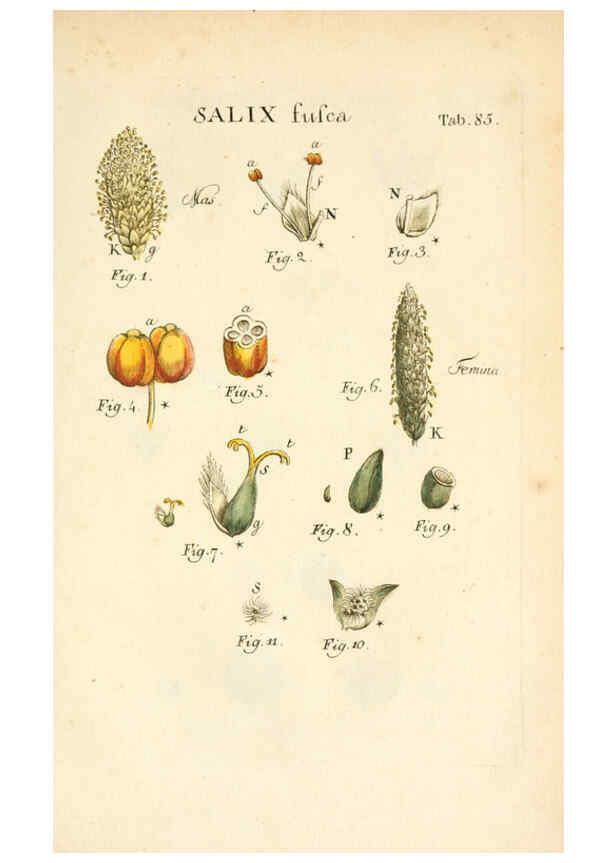 Reproducción/Reproduction 6059123405: Illustratio systematis sexualis Linnaeani Francofurti ad Moenum,Varrentrapp et Wenner,1789
