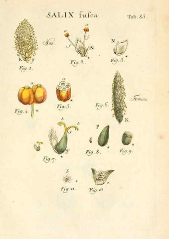 Reproducción/Reproduction 6059123405: Illustratio systematis sexualis Linnaeani Francofurti ad Moenum,Varrentrapp et Wenner,1789