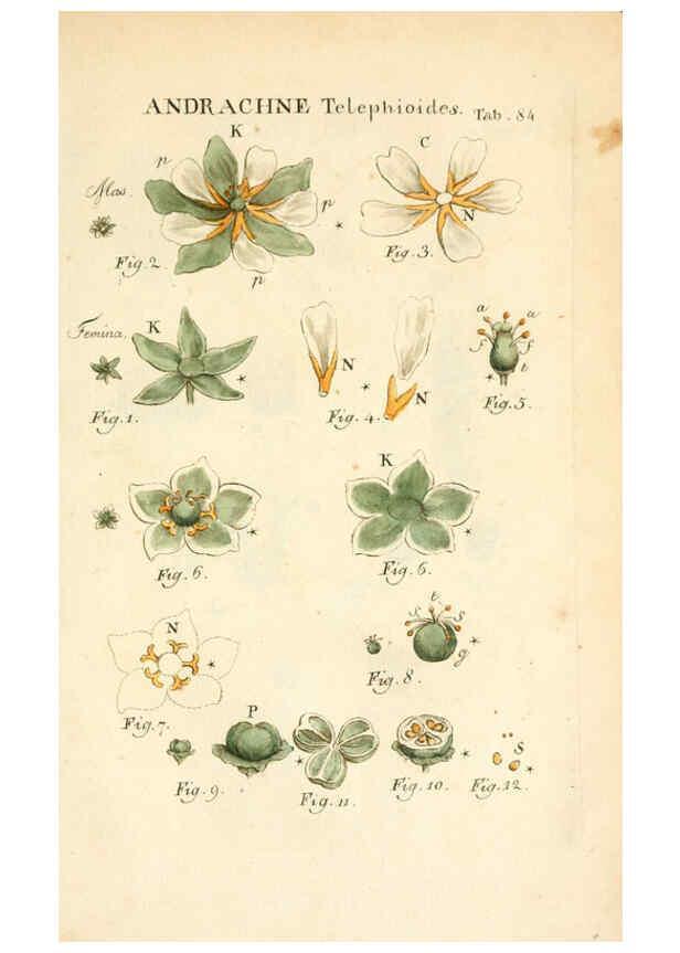 Reproducción/Reproduction 6059122873: Illustratio systematis sexualis Linnaeani Francofurti ad Moenum,Varrentrapp et Wenner,1789
