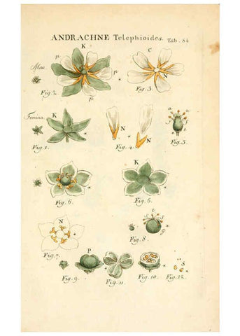 Reproducción/Reproduction 6059122873: Illustratio systematis sexualis Linnaeani Francofurti ad Moenum,Varrentrapp et Wenner,1789