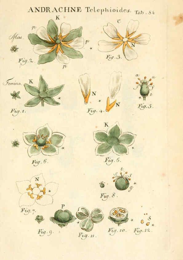 Reproducción/Reproduction 6059122873: Illustratio systematis sexualis Linnaeani Francofurti ad Moenum,Varrentrapp et Wenner,1789