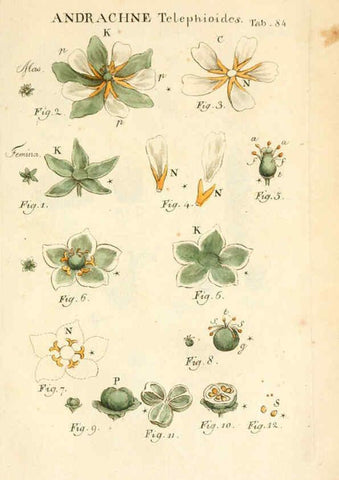 Reproducción/Reproduction 6059122873: Illustratio systematis sexualis Linnaeani Francofurti ad Moenum,Varrentrapp et Wenner,1789