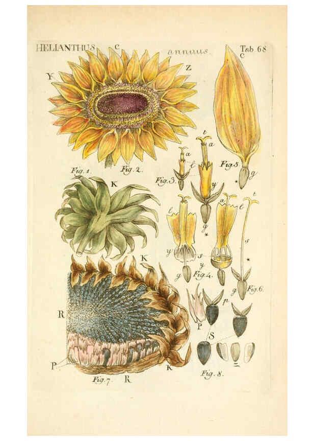 Reproducción/Reproduction 6059667280: Illustratio systematis sexualis Linnaeani Francofurti ad Moenum,Varrentrapp et Wenner,1789