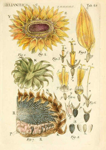 Reproducción/Reproduction 6059667280: Illustratio systematis sexualis Linnaeani Francofurti ad Moenum,Varrentrapp et Wenner,1789