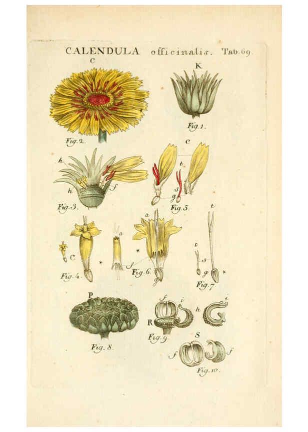 Reproducción/Reproduction 6059667456: Illustratio systematis sexualis Linnaeani Francofurti ad Moenum,Varrentrapp et Wenner,1789