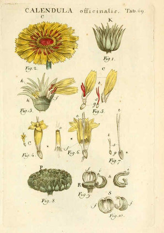 Reproducción/Reproduction 6059667456: Illustratio systematis sexualis Linnaeani Francofurti ad Moenum,Varrentrapp et Wenner,1789