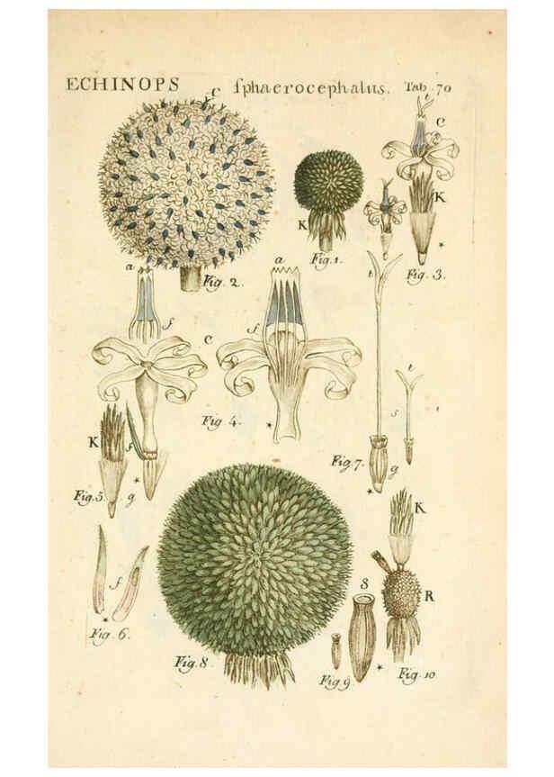 Reproducción/Reproduction 6059667638: Illustratio systematis sexualis Linnaeani Francofurti ad Moenum,Varrentrapp et Wenner,1789