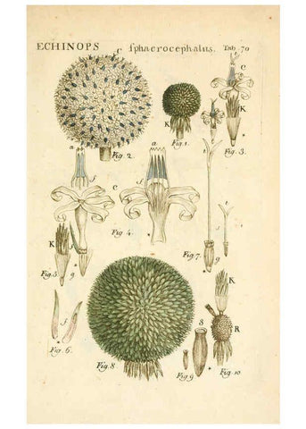 Reproducción/Reproduction 6059667638: Illustratio systematis sexualis Linnaeani Francofurti ad Moenum,Varrentrapp et Wenner,1789