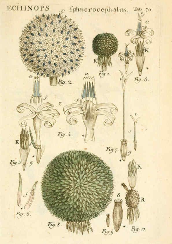 Reproducción/Reproduction 6059667638: Illustratio systematis sexualis Linnaeani Francofurti ad Moenum,Varrentrapp et Wenner,1789