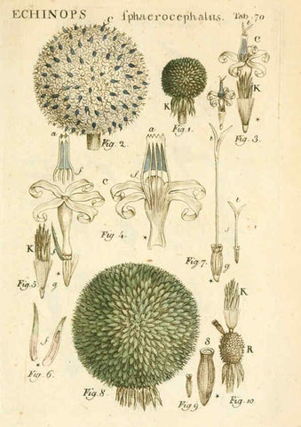Reproducción/Reproduction 6059667638: Illustratio systematis sexualis Linnaeani Francofurti ad Moenum,Varrentrapp et Wenner,1789