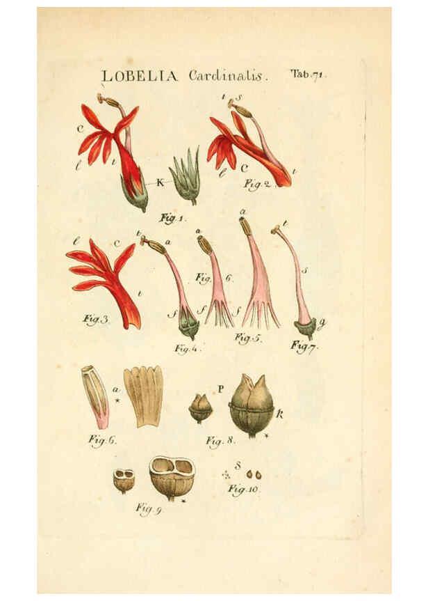 Reproducción/Reproduction 6059667830: Illustratio systematis sexualis Linnaeani Francofurti ad Moenum,Varrentrapp et Wenner,1789