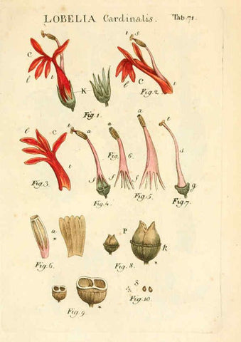 Reproducción/Reproduction 6059667830: Illustratio systematis sexualis Linnaeani Francofurti ad Moenum,Varrentrapp et Wenner,1789