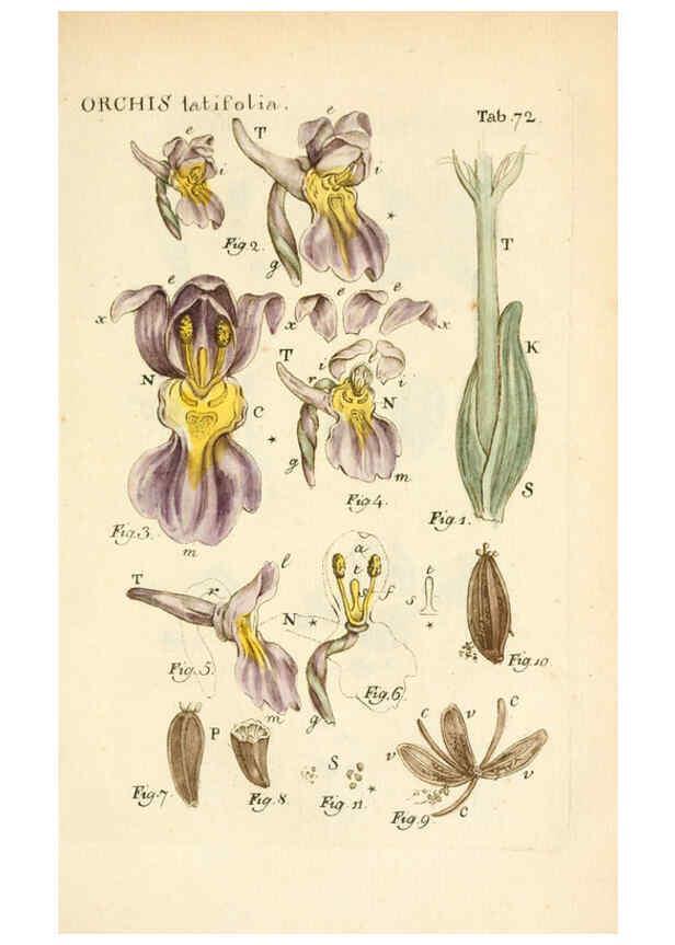 Reproducción/Reproduction 6059120411: Illustratio systematis sexualis Linnaeani Francofurti ad Moenum,Varrentrapp et Wenner,1789