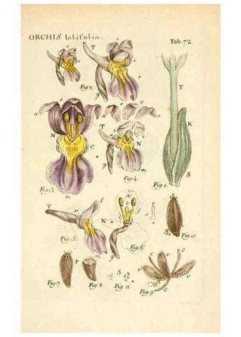 Reproducción/Reproduction 6059120411: Illustratio systematis sexualis Linnaeani Francofurti ad Moenum,Varrentrapp et Wenner,1789