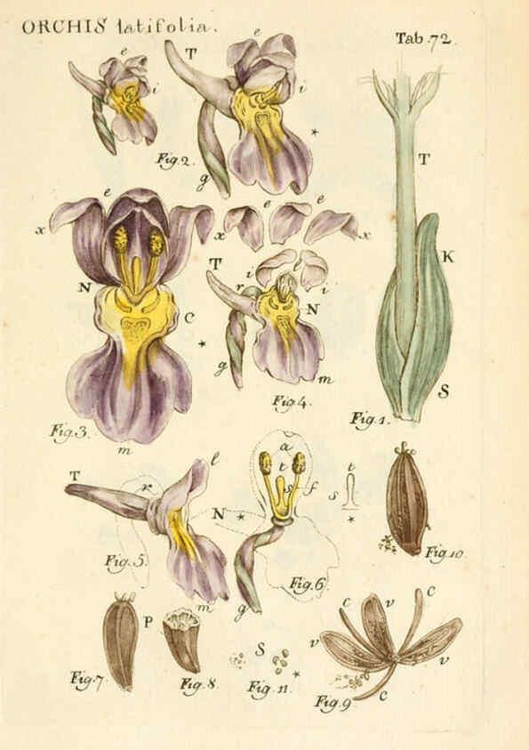 Reproducción/Reproduction 6059120411: Illustratio systematis sexualis Linnaeani Francofurti ad Moenum,Varrentrapp et Wenner,1789