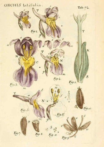 Reproducción/Reproduction 6059120411: Illustratio systematis sexualis Linnaeani Francofurti ad Moenum,Varrentrapp et Wenner,1789